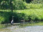 Great Blue Heron