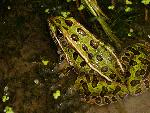 Leopard Frog