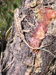 Northern Prairie Lizard
