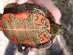 Painted Turtle