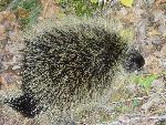 Porcupine