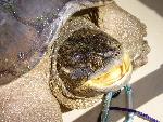 Snapping Turtle