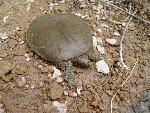 Softshell turtle