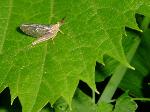 Stonefly