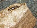 Stonefly nymph