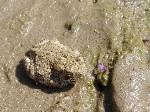 Woodhouse's toad