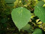 Aspen leaves