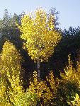 Fall aspen