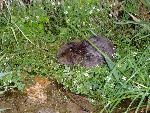 Young Beaver