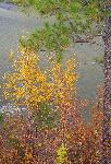 Birch and Pine