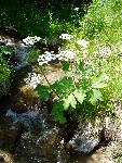 Cowslip parsley