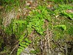 Ferns at Tyler Creek
