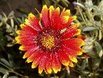 Indian Blanket