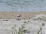 Piping Plover