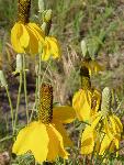 Prairie coneflower