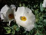 Prickly poppy