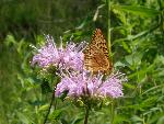 Wild bergamont with butterfly