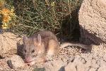 Bushy-tailed woodrat
