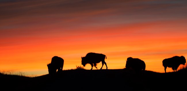 Bison at sunrise, Fort Niobrara National Wildlife Refuge