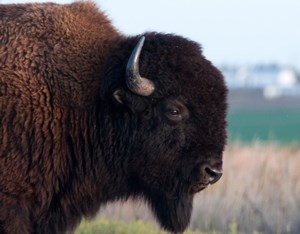 Bison are frequently seen on the Fort Niobrara Wildlife Refuge.