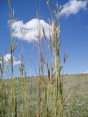 Big Bluestem against a prairie sky