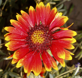 Indian blanket