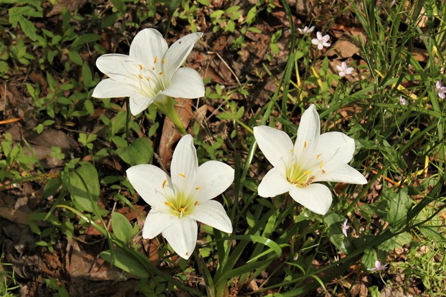 Three white lilies with green centers.