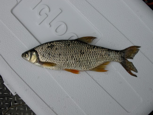 A golden shiner fish laying on a white cooler.