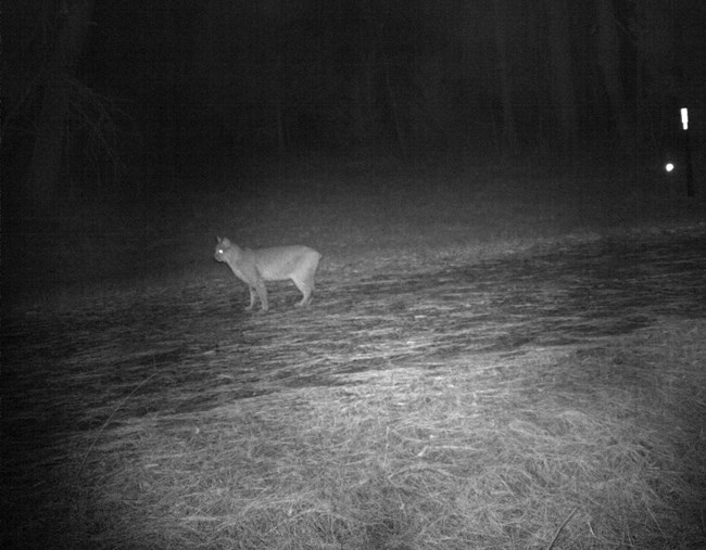 A bobcat standing on a gravel road at night.