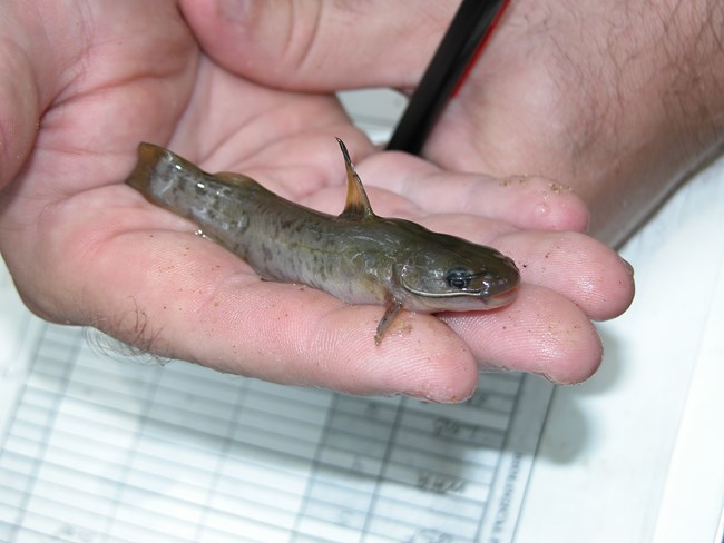 A small catfish on a hand
