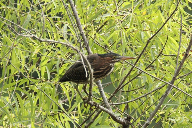 A green heron perched in a tree.