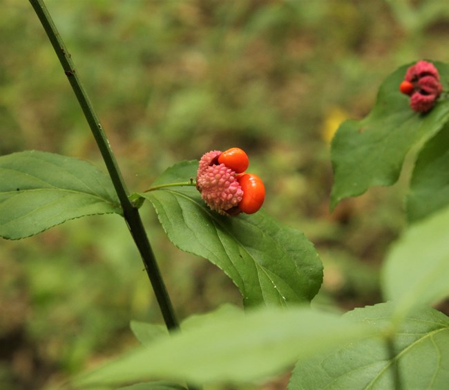 A rough pink capsule opened exposing orange seeds against a green leaf.