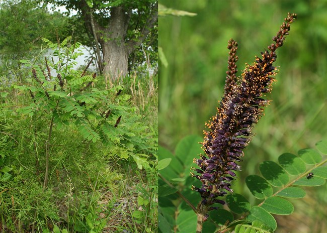 On the left a woody bush with compound green leaves and deep purple spiked flower. On the right a close up of the purple spiked flower with orange on the tip of each bloom.