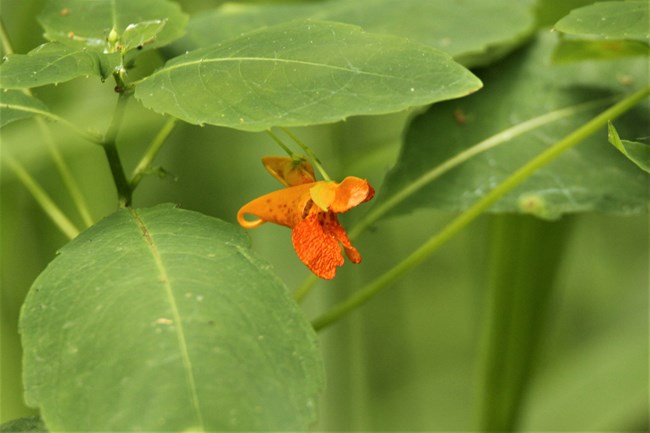 A bright orange trumpet shaped flower surrounded by green oval leaves.