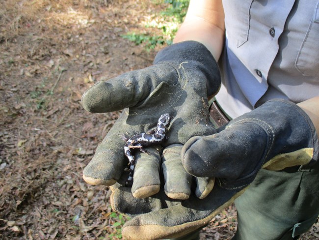 A black and blue-gray marbled salamander rest on a gloved hand.