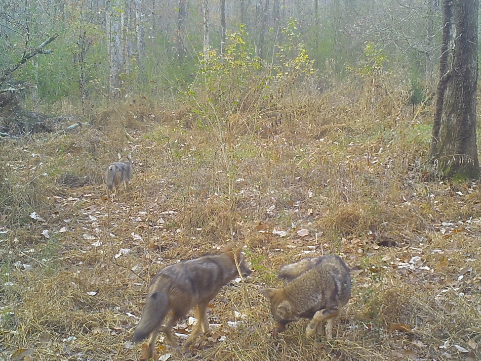 Coyotes in the woods