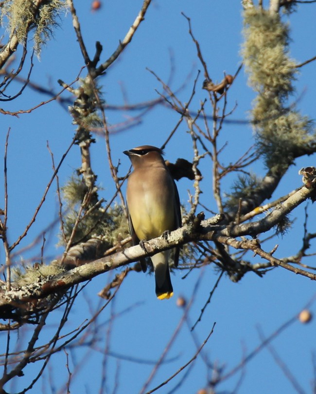 A cedar waxwing perched on a branch covered with lichen.