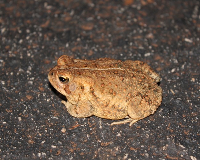 A brown toad sits on asphalt.