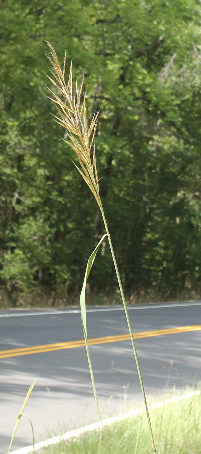 A tall grass with a large golden plume at the top.