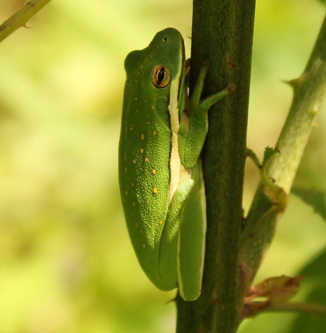 A green frog clings to the side of a green stem.