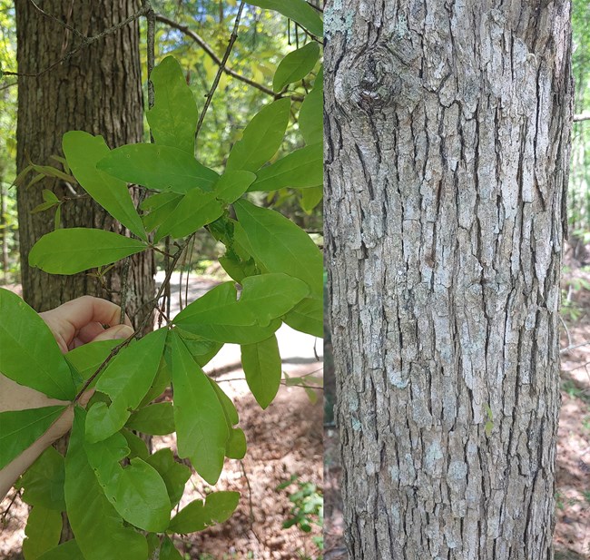Two images. On the left are the green leaves of the tree and on the right they gray flaky bark.