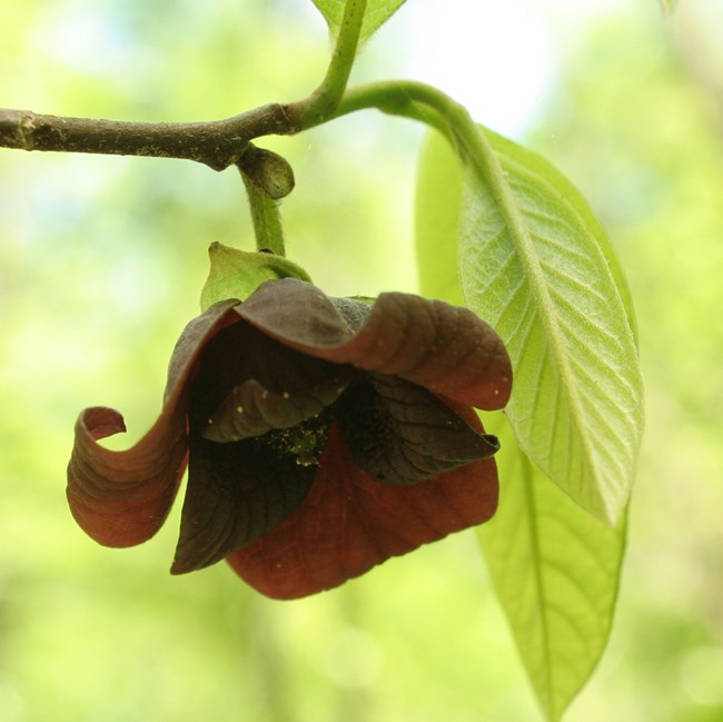 A burgundy bell shaped flower hanging from a limb with a bright green leaf.