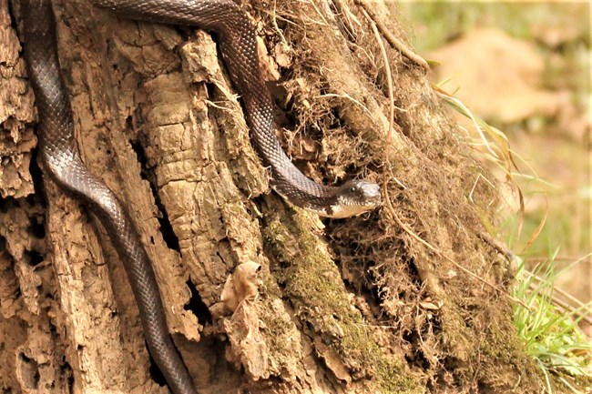 A black snake with a white underside watches from the base of a tree.