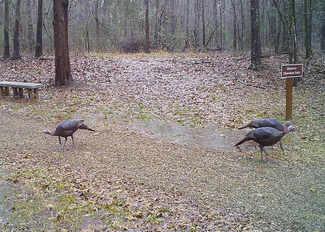 Three turkeys along a gravel trail