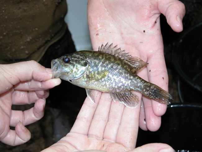 A small grinish fish with a large eye and mouth held against a hand.
