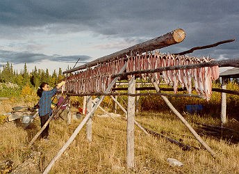 woman hanging fish on drying rack