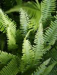 Ferns along Big Beaver Trail
