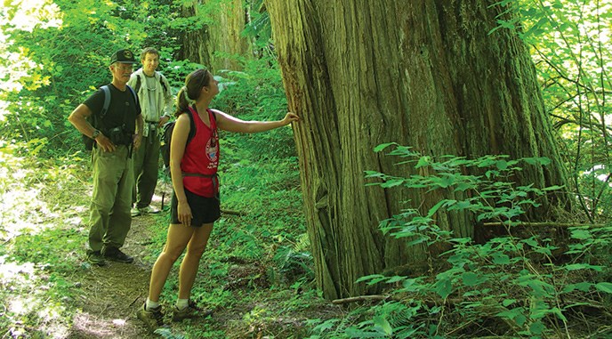 Hikers among the Western red cedars of Big Beaver. Image Credit: NPS/NOCA/Rosemary Seifried