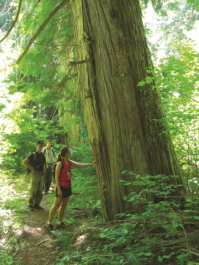 A person is touching a large tree while two other people are standing behind her.