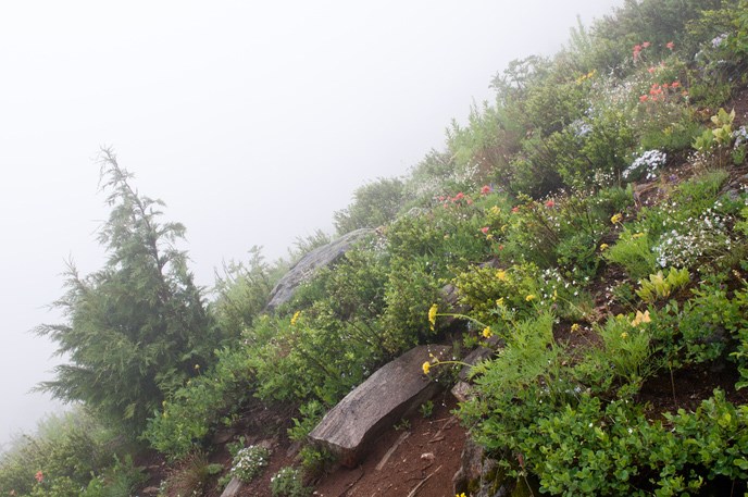 Sourdough Trail enshrouded in fog. Image Credit: NPS/NOCA/Basil Tsimoyianis